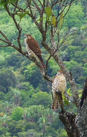 mauritius bird